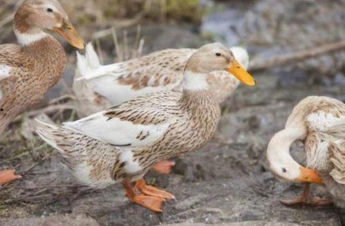 鸭子国产视频,鸭子的趣味生活大揭秘  第3张